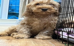 Cockapoo dogs for sale: Healthy Cockapoos boys fully vaccinated  - Image 20
