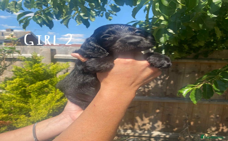 Cocker Spaniel dogs - Advert 1