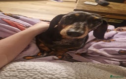 Dachshund dogs for adoption: 💖🐶 ROBIN AND MOCHI 🐶💖 - Advert 9