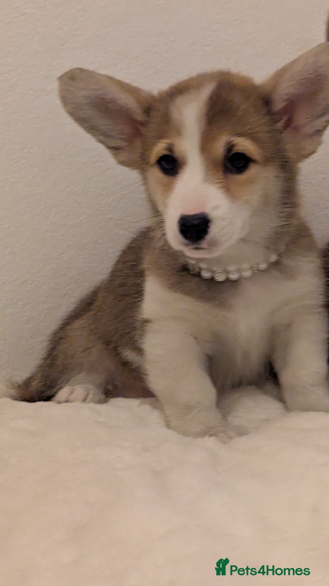 Welsh Corgi Pembroke dogs for sale: Champion line corgi puppies health tested parents  - Image 9
