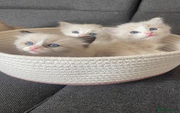 Ragdoll cats for sale: Beautiful Ragdoll Kittens Ready for Reservaton! 🐾 - Image 9