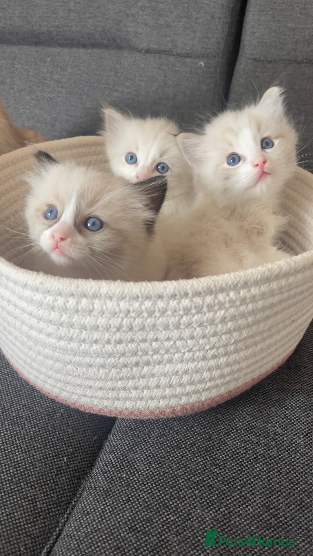Ragdoll cats for sale: Beautiful Ragdoll Kittens Ready for Reservaton! 🐾 - Image 9