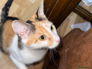 Mixed Breed cats in Redhill - Advert 2