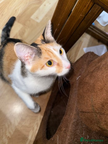 Mixed Breed cats in Redhill - Advert 8