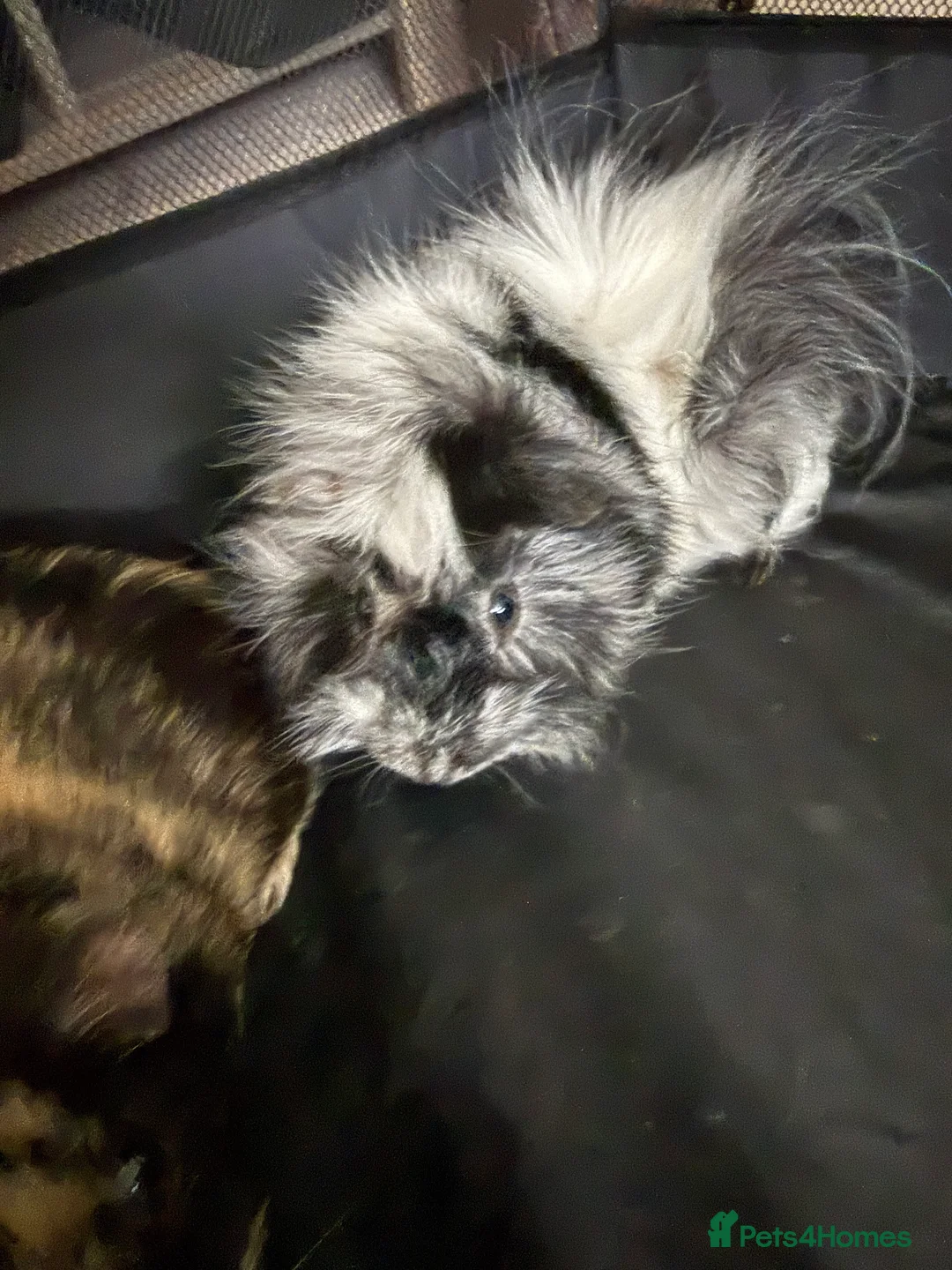 Guinea Pig rodents for sale: 2 male Guinea Pigs  in Hereford - Advert 2