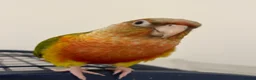 Conures birds for sale: Tamed Conure Parrot + large cage included in Kingston upon Thames - Advert 4