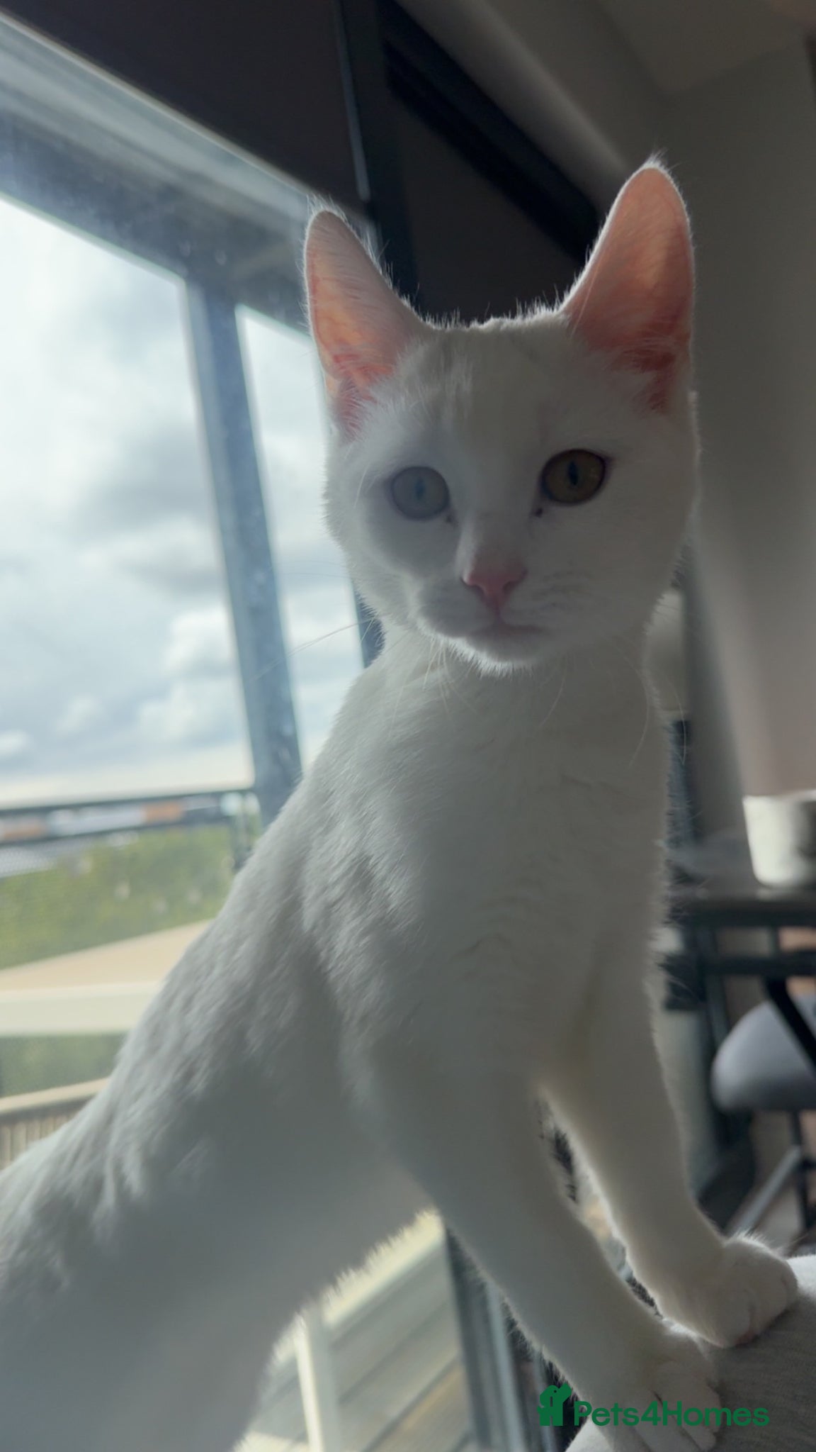 Mixed Breed cats Her name is basbosa - Advert 1