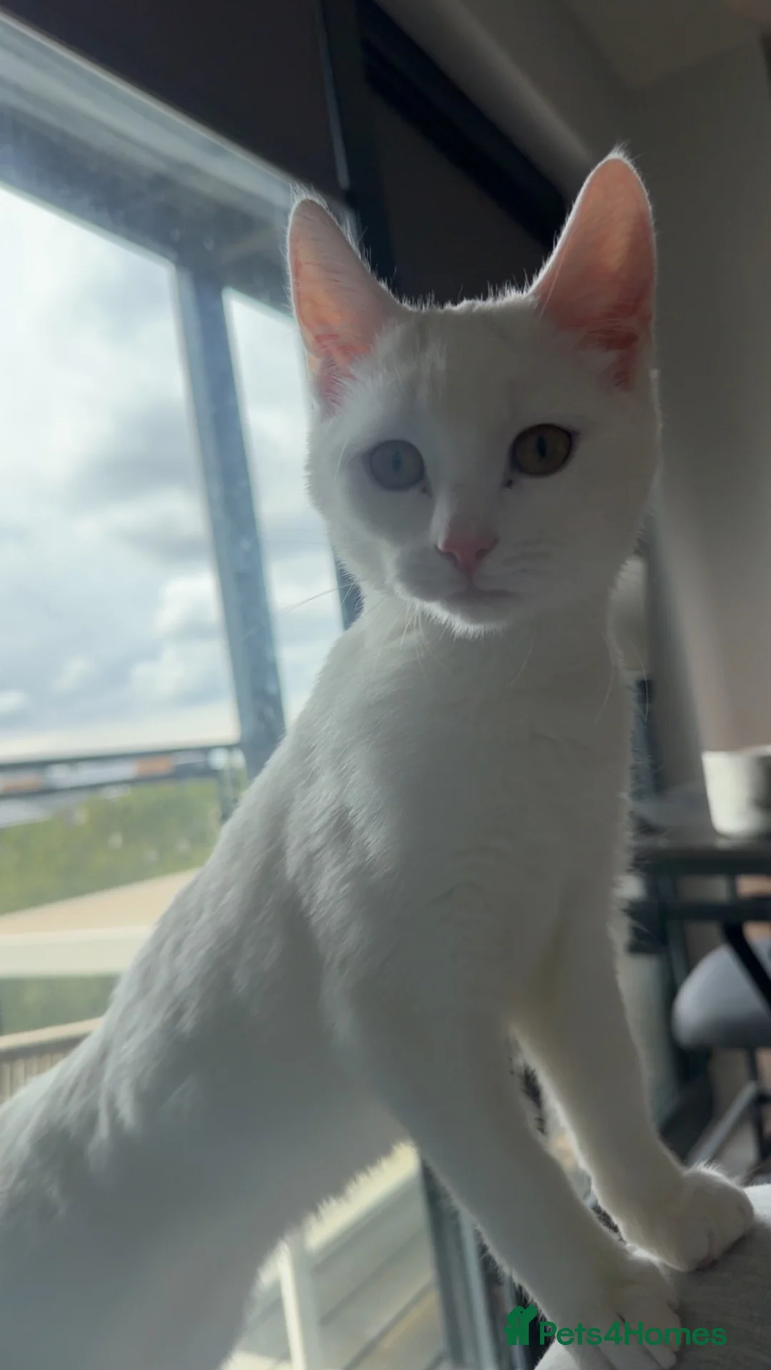 Mixed Breed cats for sale: Her name is basbosa in Newcastle upon Tyne - Advert 1