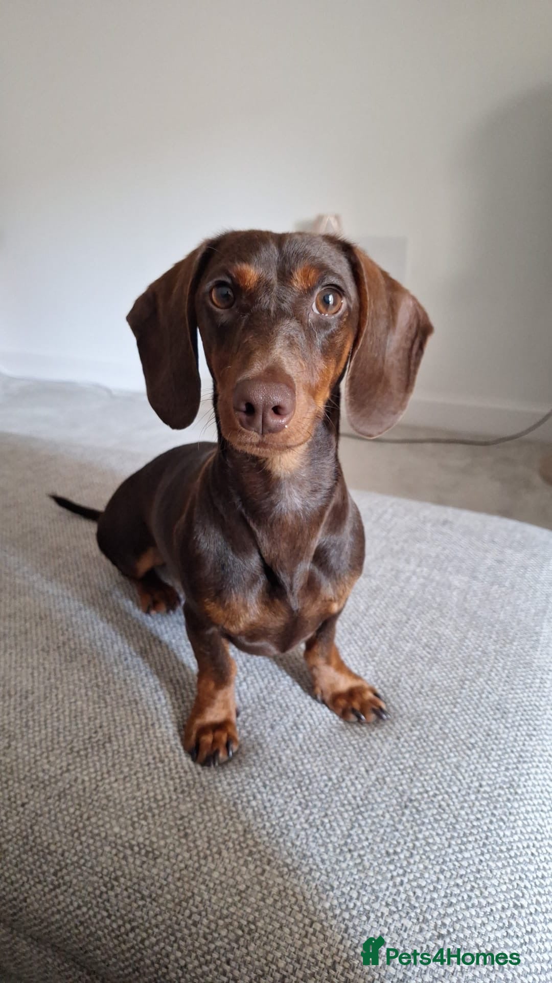 Miniature Dachshund dogs Beautiful Miniature Dachshund Girl - Advert 1
