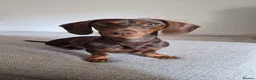 Miniature Dachshund dogs for sale: Beautiful Miniature Dachshund Girl in Cottingham - Advert 1