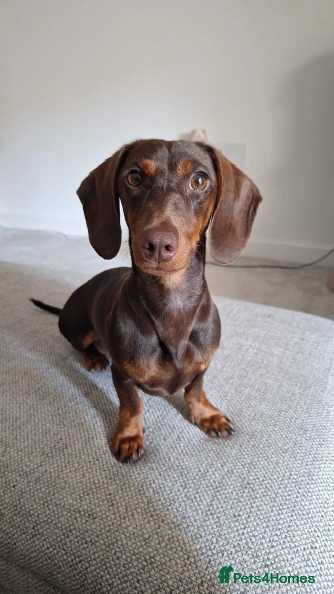 Miniature Dachshund dogs for sale: Beautiful Miniature Dachshund Girl in Cottingham - Advert 1