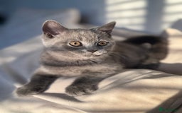 British Shorthair cats for sale: British Shorthair Male Kitten Grey - Image 5