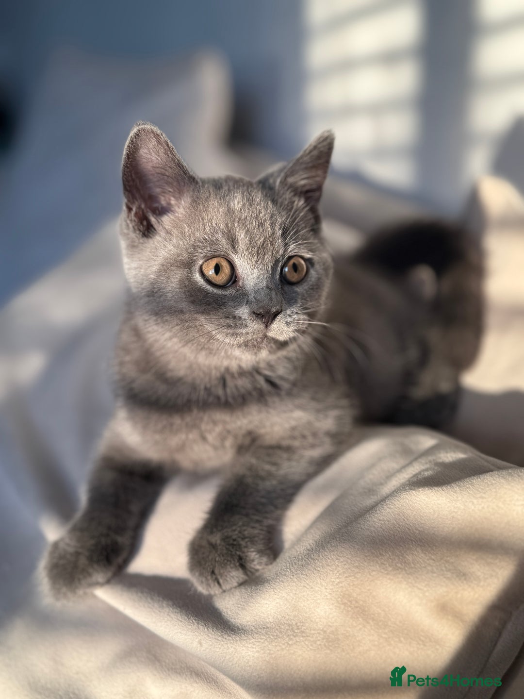 British Shorthair cats for sale: British Shorthair Male Kitten Grey - Image 5