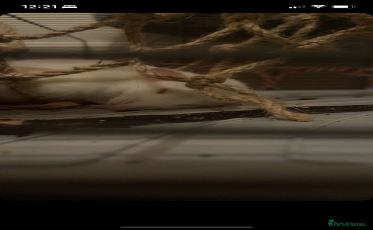 Rat rodents 2 female rats  - Advert 1