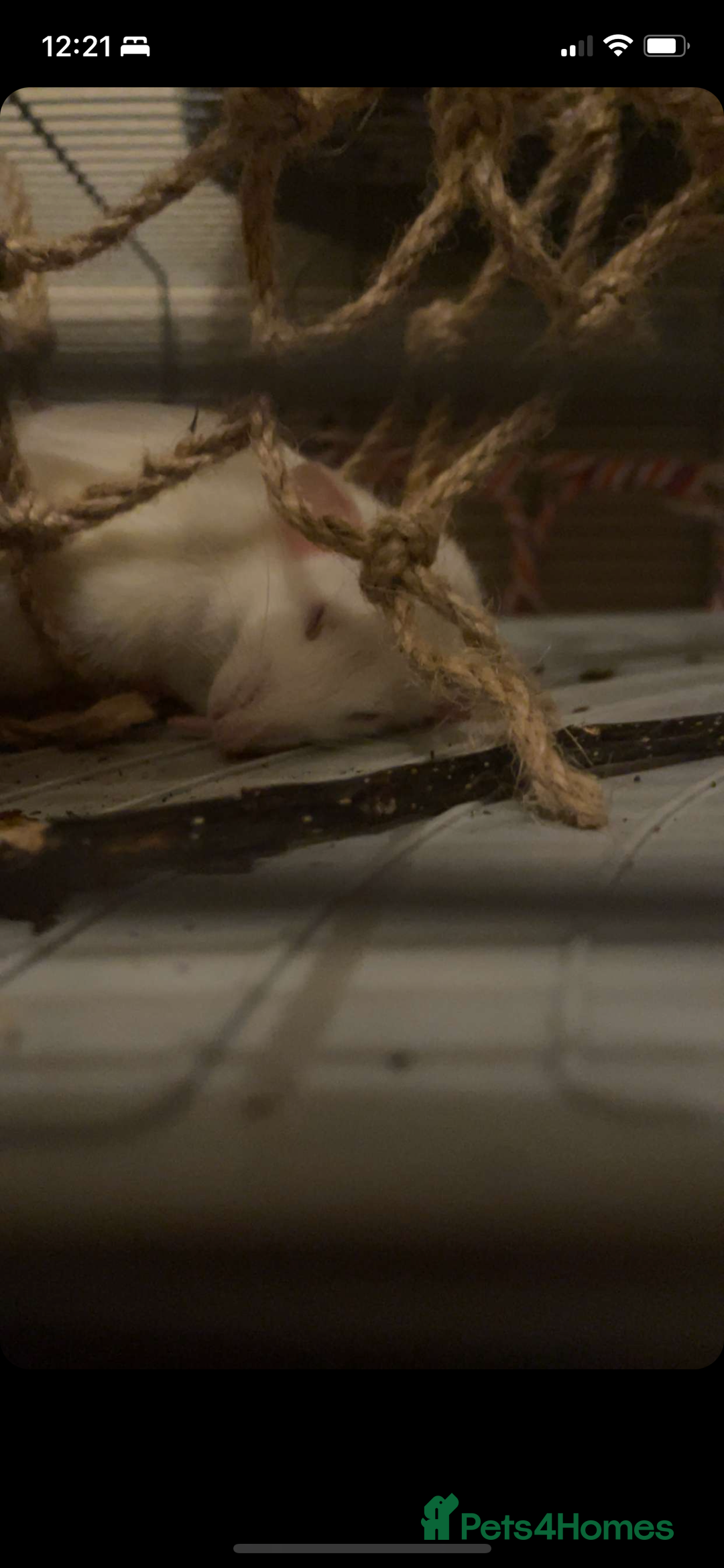 Rat rodents for sale: 2 female rats  - Advert 1