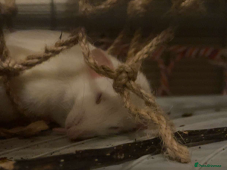 Rat rodents for sale: 2 female rats - Advert 1