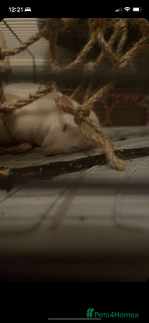 Rat rodents 2 female rats - Advert 1