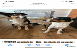 Border Collie dogs for sale: Border collies Dundee  - Image 28