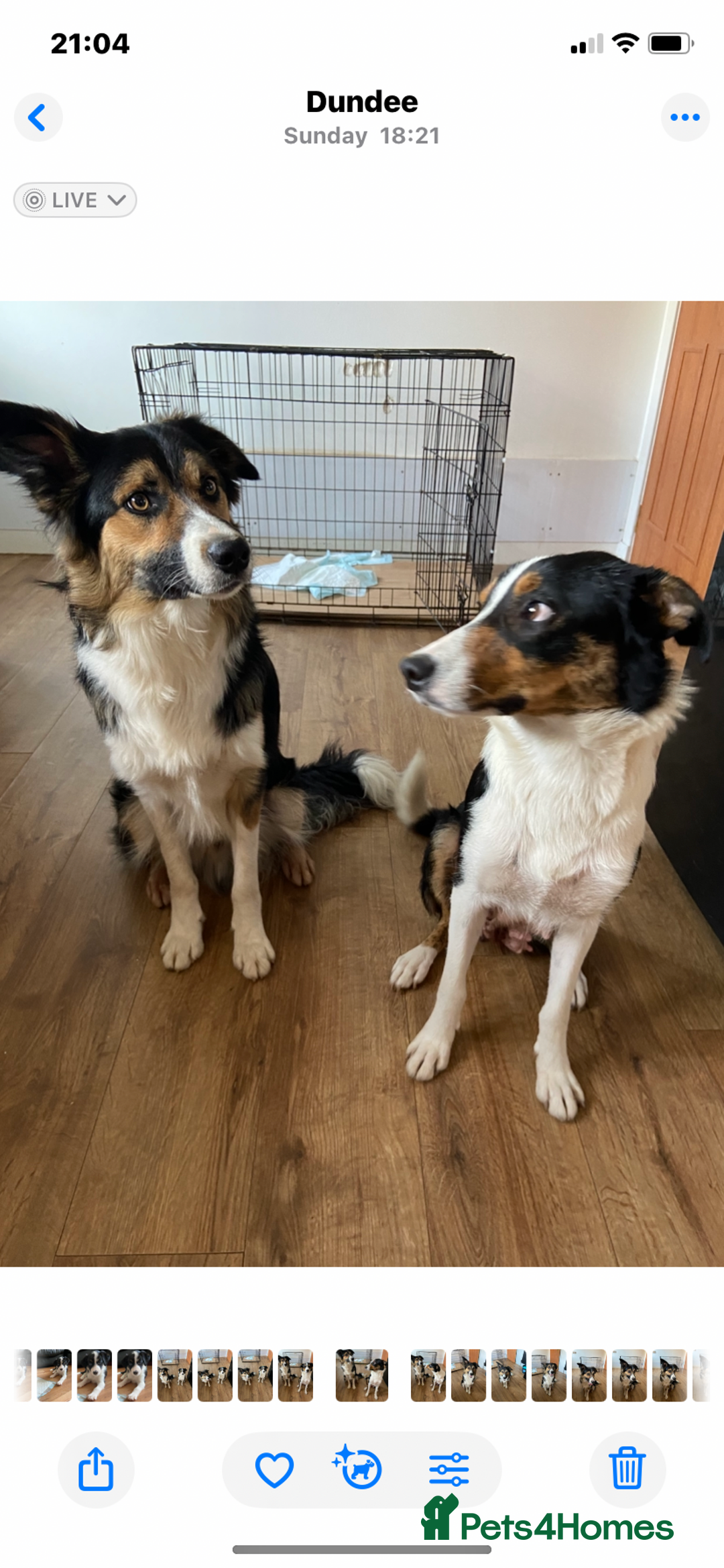 Border Collie dogs for sale: Border collies Dundee  - Image 28