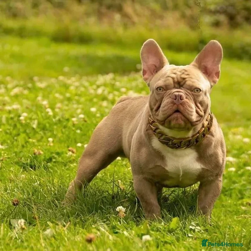 French Bulldog dogs PRINCE Newshade Isabella French Bulldog for stud in Barnsley - Advert 21