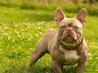 French Bulldog dogs in Barnsley - Advert 23