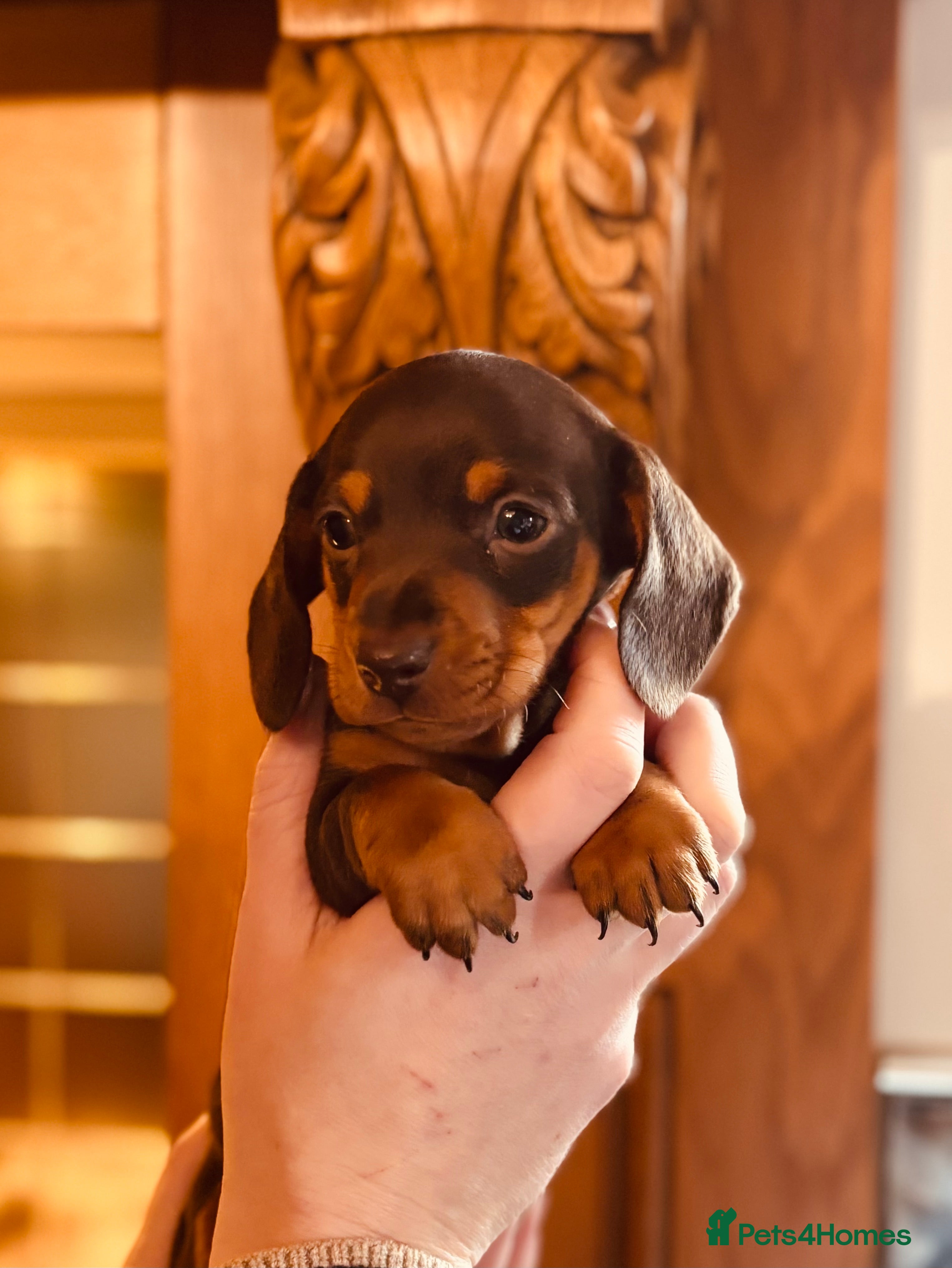 Miniature Dachshund dogs Stunning Smooth coat mini dashy girl available - Advert 1