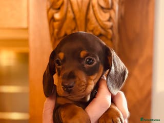 Miniature Dachshund dogs Stunning Smooth coat mini dashy girl available - Advert 3