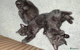 Mixed Breed cats for sale: 2 Cute Male BSH X Kittens - Image 8