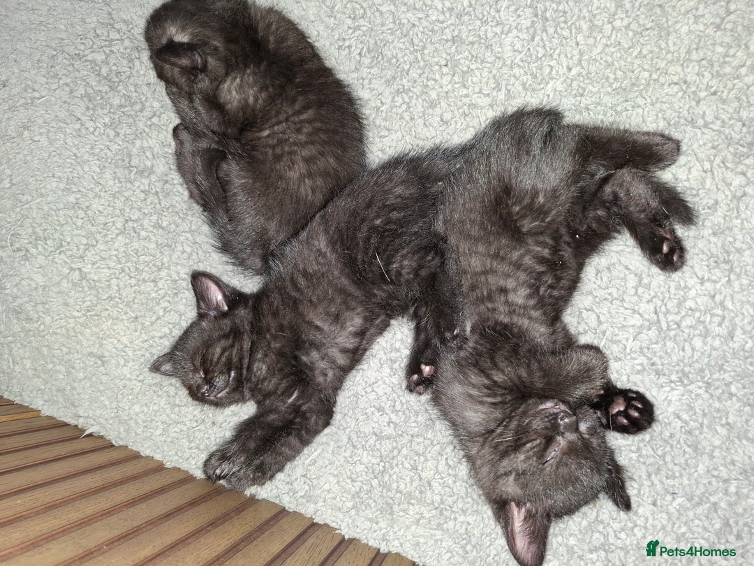 Mixed Breed cats for sale: 2 Cute Male BSH X Kittens - Image 8