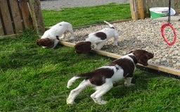 English Springer Spaniel dogs for sale: English Springer Spaniel Puppy 2 - English Springer Spaniel Puppies - Image 12
