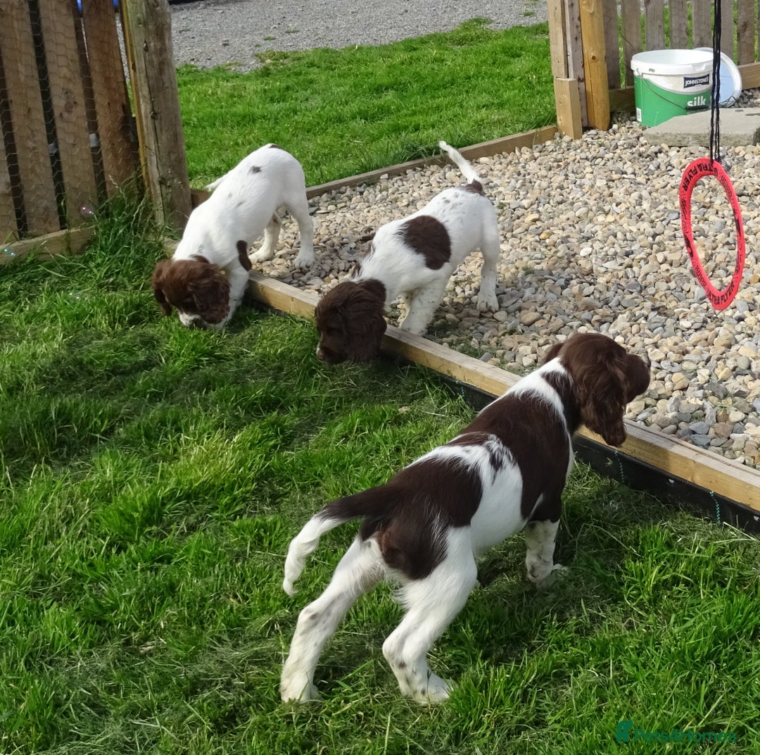 English Springer Spaniel dogs for sale: English Springer Spaniel Puppy 2 - English Springer Spaniel Puppies - Image 12