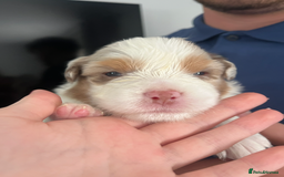 Australian Shepherd dogs for sale: Beautiful Australian Shepherd Puppies, 4 week old. - Image 3