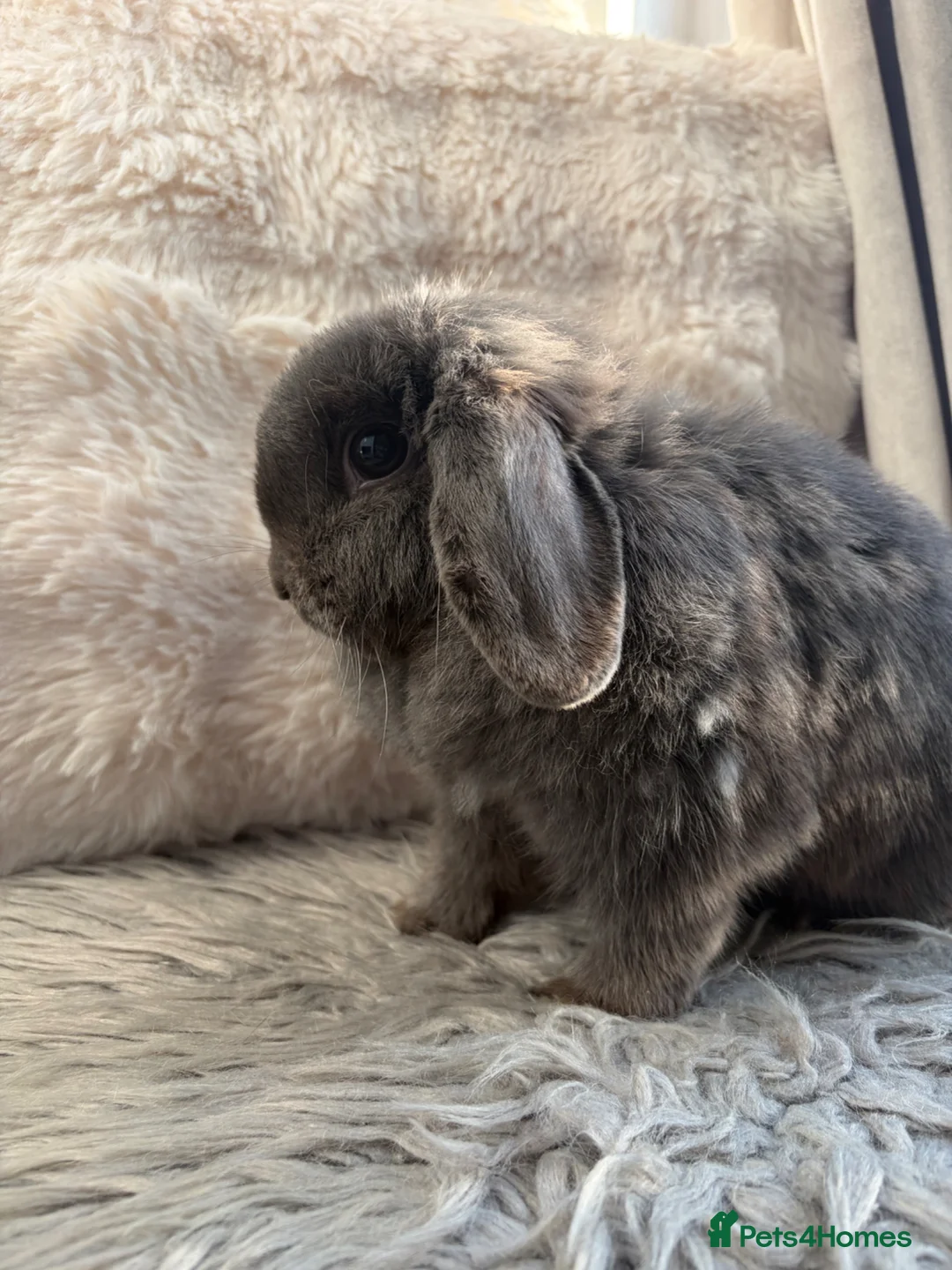 Mini Lop rabbits for sale: 🐰 Blue Doe - show Quality 🐰  - Advert 2
