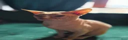 Sphynx cats for sale: Gorgeous Sphynx Kittens for sale - Advert 12