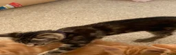 Mixed Breed cats for sale: Adorable playful kittens - Advert 7