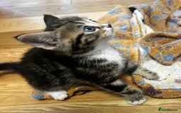 Mixed Breed cats for sale: 6 Of the cutest kittens ever !  - Image 22