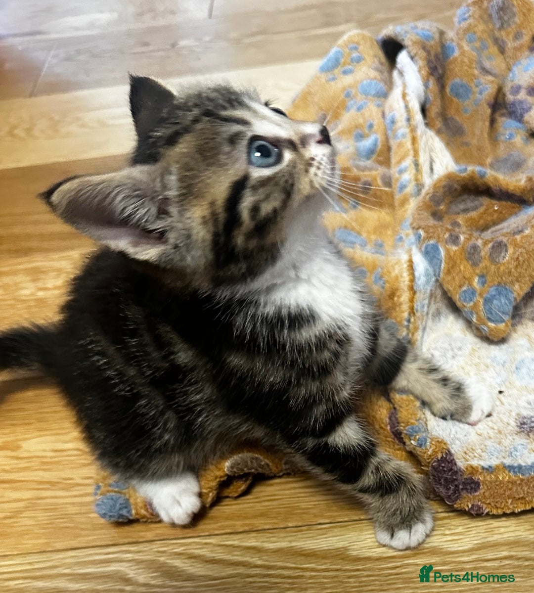 Mixed Breed cats for sale: 6 Of the cutest kittens ever !  - Image 22