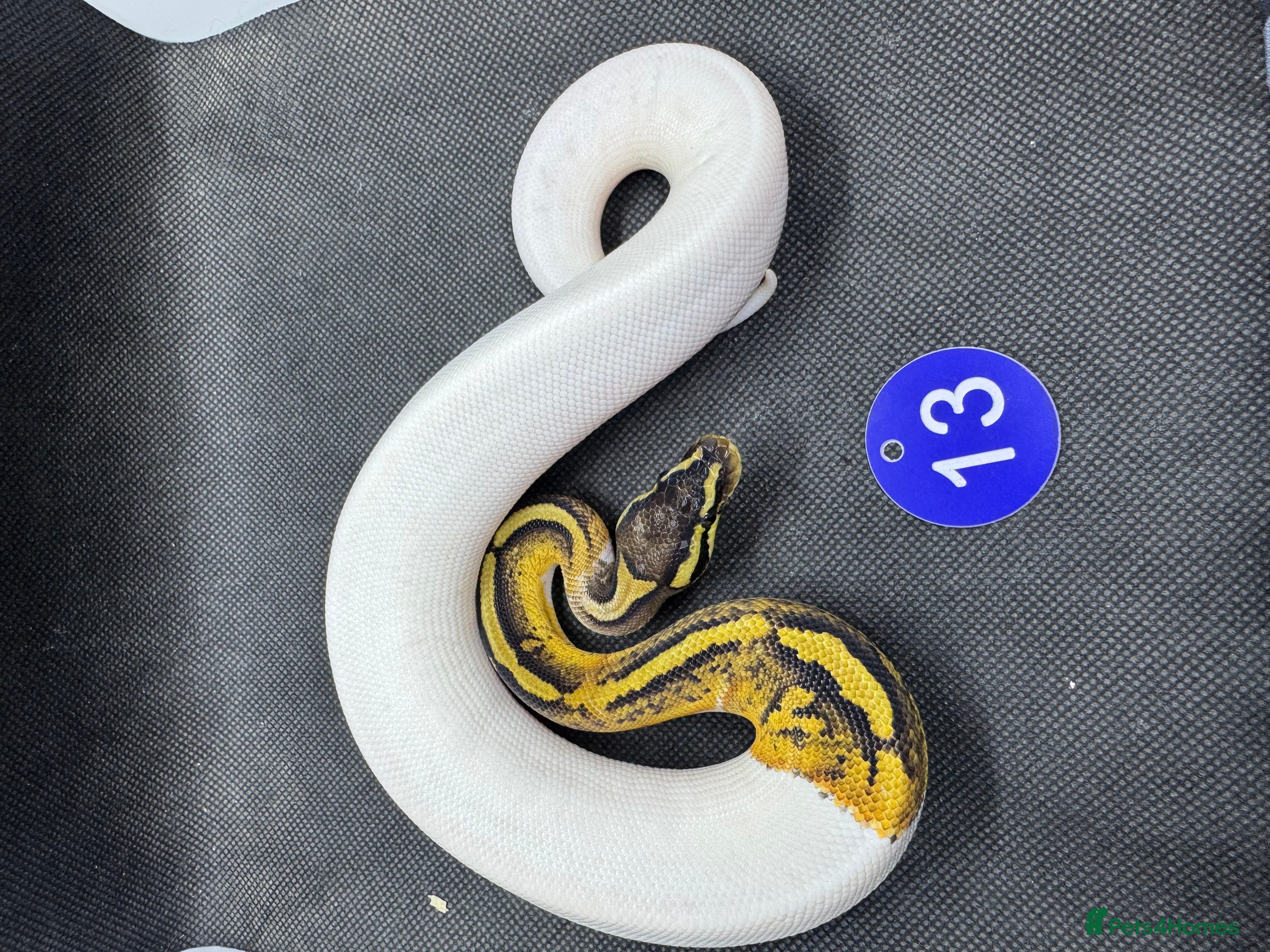 Python Snake reptiles Royal pythons from £30 - Advert 18