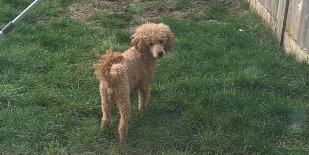 Cockapoo dogs for sale: F1B cockapoo puppys - Image 22