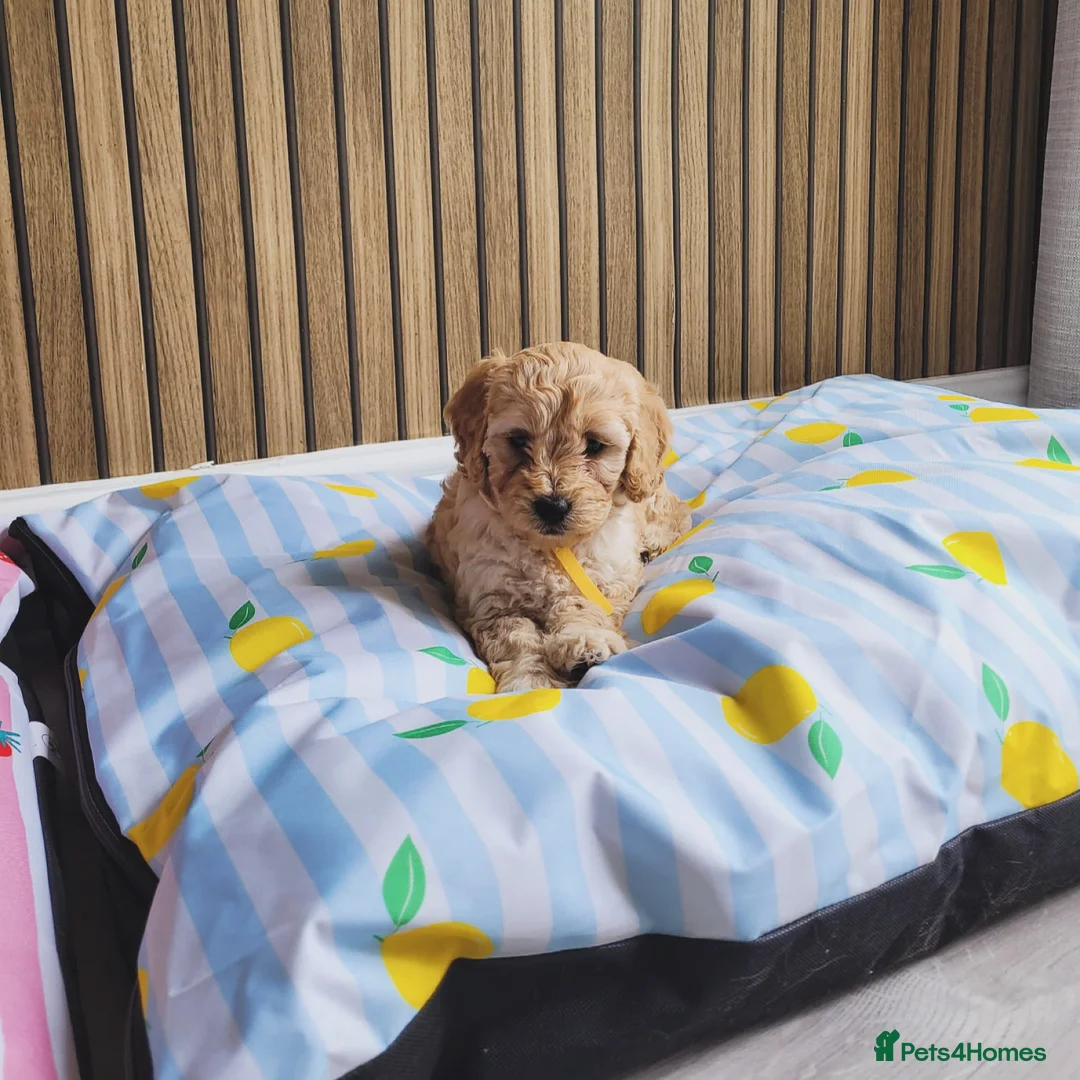 Cockapoo dogs for sale: Cockapoo - Advert 1