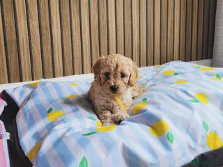 Cockapoo dogs Cockapoo - Advert 1