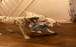 Dalmatian dogs for sale: Potential rehome - male LUA Dalmatian  - Advert 31