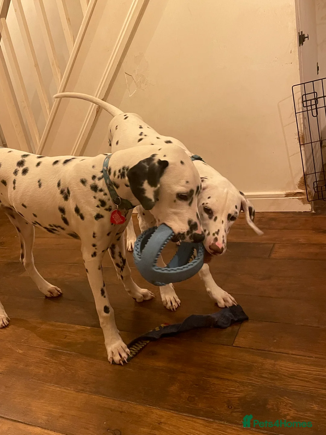 Dalmatian dogs for sale: Potential rehome - male LUA Dalmatian  - Advert 31