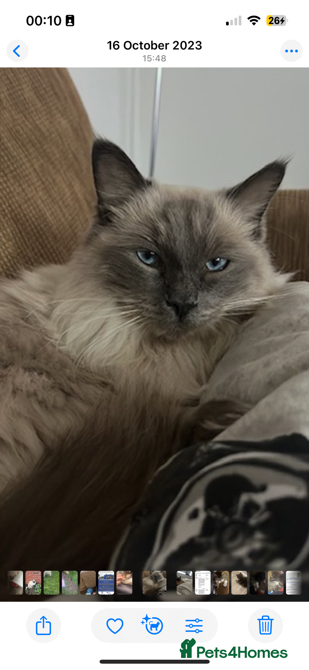 Ragdoll cats for sale: Male ragdoll for sale - Advert 2
