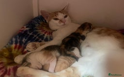 Domestic Shorthair cats for sale: One ginger boy and two tortoiseshell girls  - Image 2