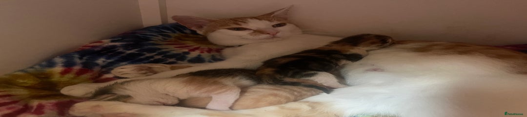 Domestic Shorthair Kitten 2 - tortoiseshell