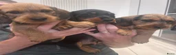 Miniature Dachshund dogs for sale: Miniature dachshund Wirehaired  - Advert 13