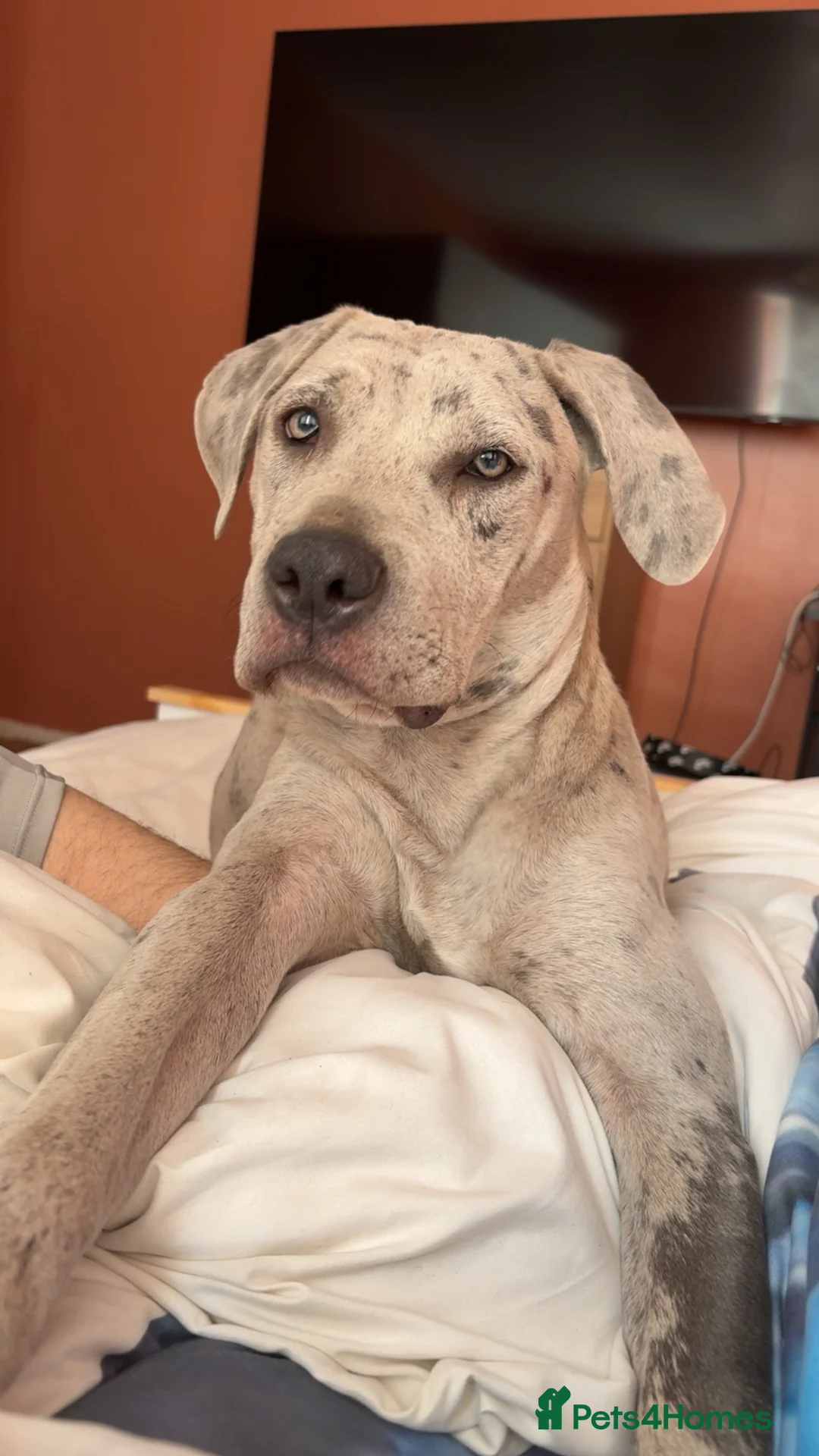 Mixed Breed dogs for sale: Beautiful Merle Mastiff - Advert 1