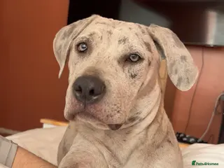 Mixed Breed dogs Beautiful Merle Mastiff - Advert 1