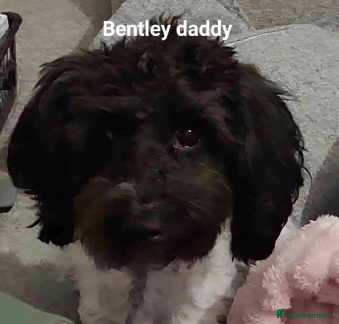 Cockapoo dogs for sale: The Magnificent fully-vaccinated Seven  in Romford - Advert 26